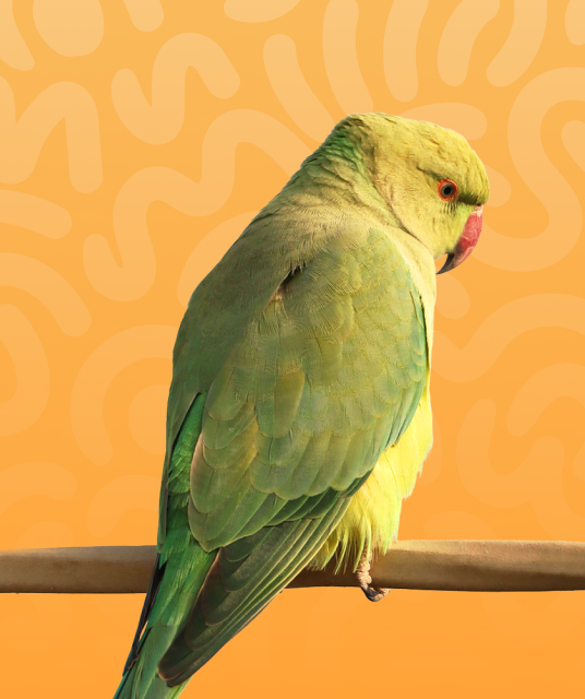 remote vibrator - Professional Guide and Review