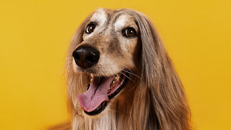 toy shop causeway bay - medical grade silicone wand 2025